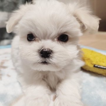 マルチーズ【岡山県・男の子・2023年10月14日・ホワイト】の写真「おっとりでマイペースな子です」