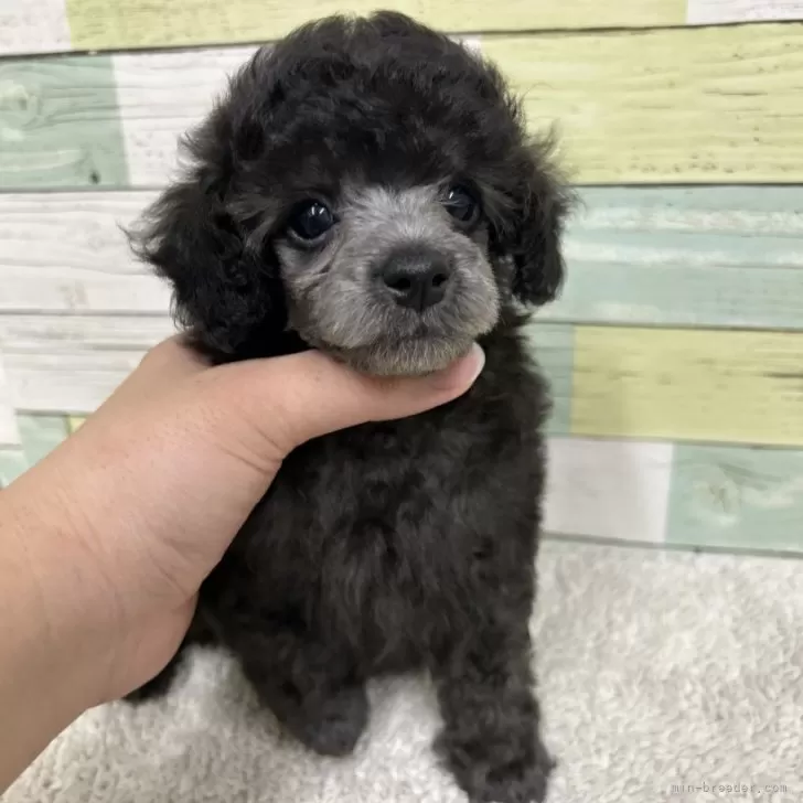 ID：2503-04132の子犬