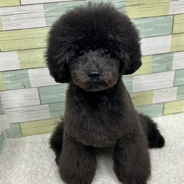 ミニチュアプードル【静岡県・女の子・2025年3月23日・ブラック】の写真「小さめの女の子🐶💕　両親チャンピオン犬👑✨」