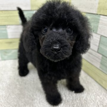 ミニチュアプードル【静岡県・男の子・2025年3月27日・ブラック】の写真「可愛い男の子🐶小さい子です！」