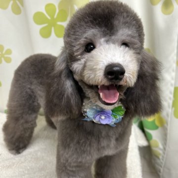 トイプードル(トイ)【静岡県・男の子・2024年4月5日・シルバー】の写真「ミニチュアプーほどの大きさ🐶ワクチン狂犬病済み」