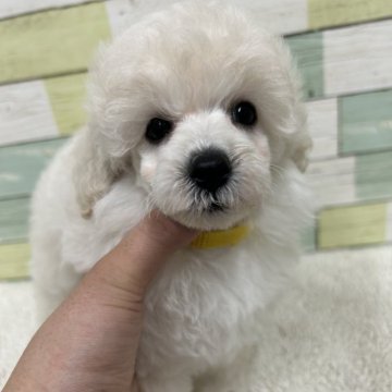 トイプードル(トイ)【静岡県・女の子・2025年8月15日・ホワイト】の写真「可愛らしい女の子🐶💕」
