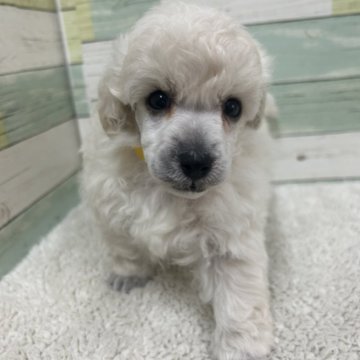 トイプードル(トイ)【静岡県・女の子・2025年8月15日・ホワイト】の写真「可愛らしい女の子🐶💕」