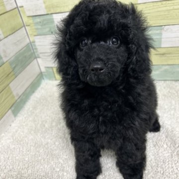 ミニチュアプードル【静岡県・男の子・2025年3月27日・ブラック】の写真「かっこいい男の子🐶」