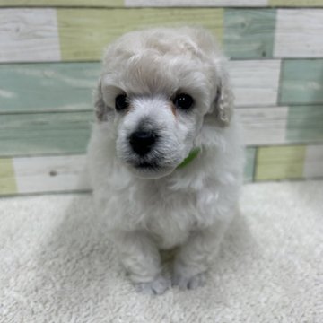 トイプードル(トイ)【静岡県・男の子・2025年11月10日・ホワイト】の写真「ハンサムな男の子🐶💕」