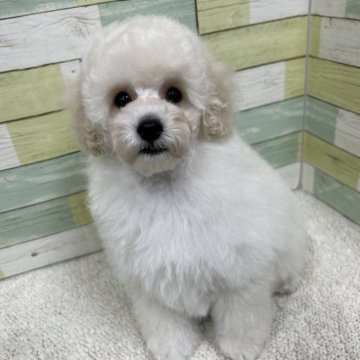 トイプードル(トイ)【静岡県・女の子・2025年8月15日・ホワイト】の写真「骨格ガッチリ大きめの女の子🐶💕」