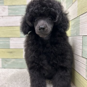 ミニチュアプードル【静岡県・女の子・2025年3月23日・ブラック】の写真「小さめの女の子🐶💕　両親チャンピオン犬👑✨」