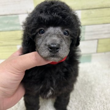 ミニチュアプードル【静岡県・女の子・2025年10月26日・グレー】の写真「甘えっ子タイプの女の子🐶👑」