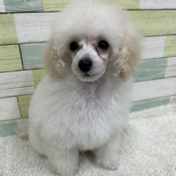 トイプードル(トイ)【静岡県・女の子・2025年3月30日・ホワイト】の写真「可愛らしい女の子🐶」