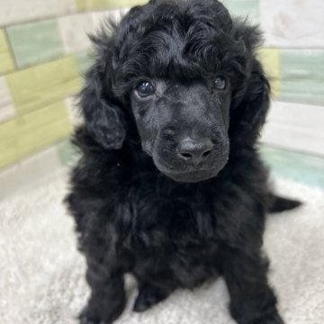 ミニチュアプードル【静岡県・男の子・2025年3月27日・ブラック】の写真「かっこいい男の子🐶」