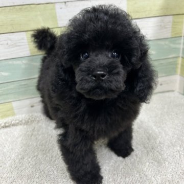 ミニチュアプードル【静岡県・女の子・2025年8月23日・ブラック】の写真「可愛らしい小さめ女の子🐶💕」