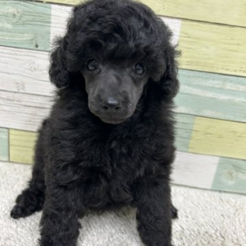 ミニチュアプードル【静岡県・女の子・2025年3月23日・ブラック】の写真「小さめの女の子🐶💕　両親チャンピオン犬👑✨」