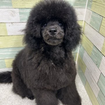 ミニチュアプードル【静岡県・女の子・2025年3月23日・ブラック】の写真「小さめの女の子🐶💕　両親チャンピオン犬👑✨」