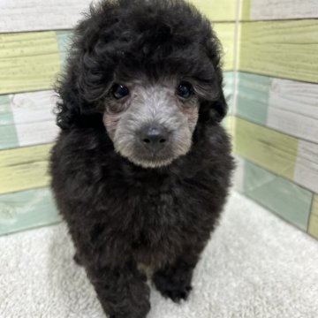 トイプードル(トイ)【静岡県・男の子・2025年8月3日・シルバー】の写真「可愛らいい男の子🐶💕」