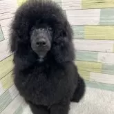 ミニチュアプードル