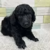 ミニチュアプードル