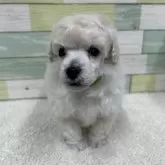 トイプードル(トイ)