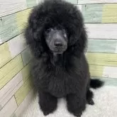 ミニチュアプードル