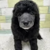 ミニチュアプードル