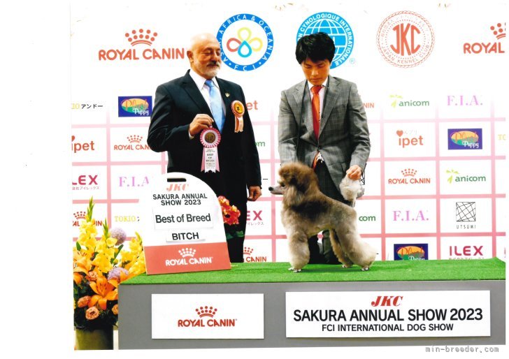 ミニチュアプードル【・女の子・2022年4月28日・グレー】