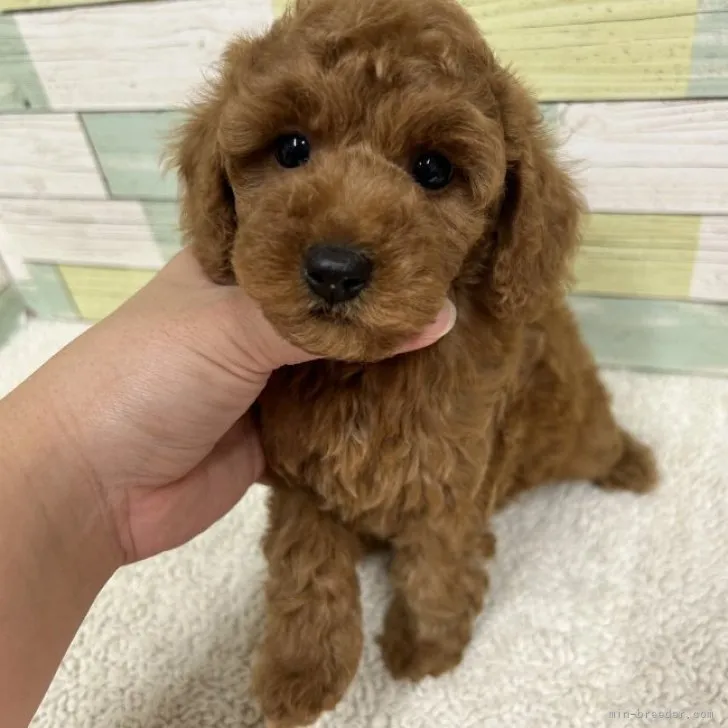 ID:2310-06036の子犬
