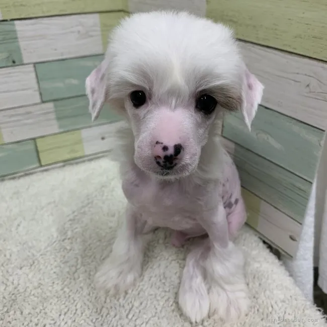 ID:2204-00316の子犬