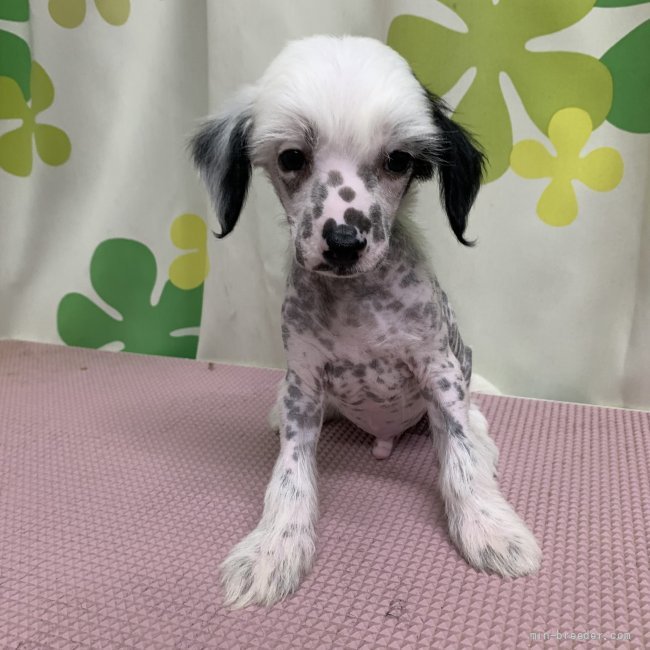チャイニーズ クレステッド ドッグの子犬をお迎えいただいたお客様の声 口コミ 評判 みんなのブリーダー