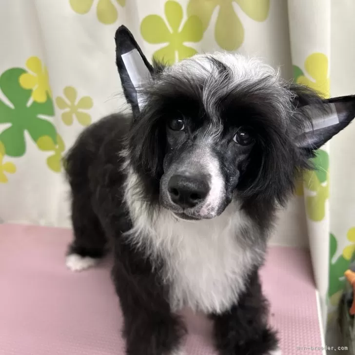 ID:2310-02363の子犬