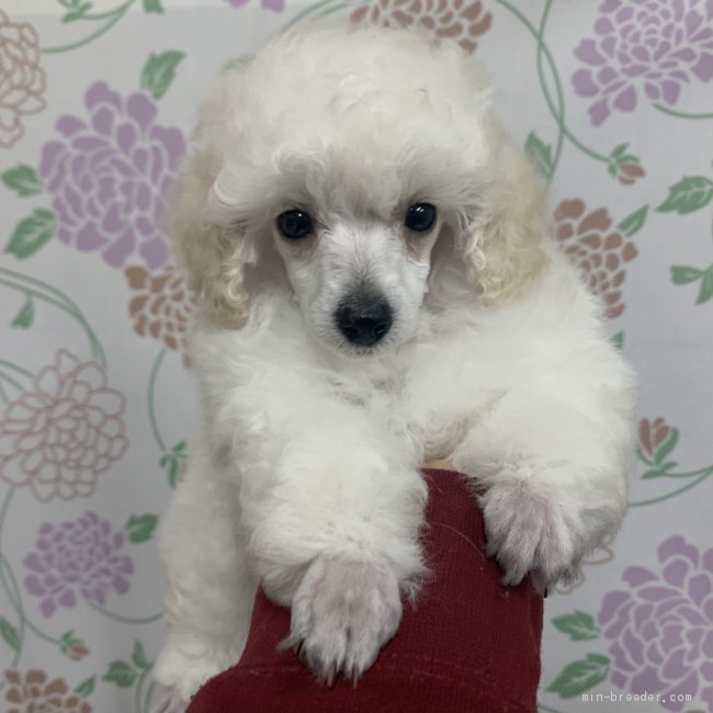 トイプードル 静岡県 女の子 21年2月4日 ホワイト ふわふわ天使 父チャンピオン犬 みんなのブリーダー 子犬id 2103 トイプードル 静岡県 女の子 21年2月4日 ホワイト ふわふわ天使 父チャンピオン犬 みんなのブリーダー 子犬id 2103