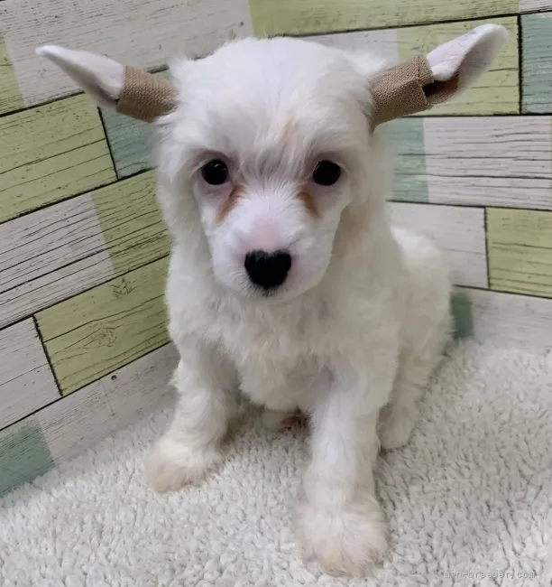 ID:2204-01417の子犬