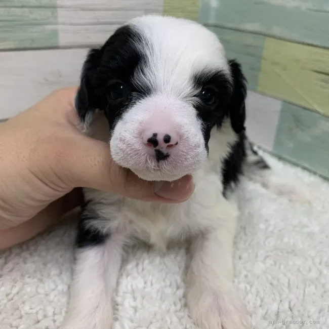 ID:2111-00177の子犬