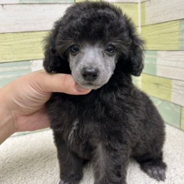 ミニチュアプードル【静岡県・女の子・2024年8月18日・シルバー】の写真「ガッチリ体型の女の子🐶　母親チャンピオン犬」