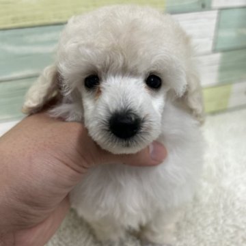 トイプードル(トイ)【静岡県・女の子・2023年6月5日・ホワイト】の写真「小さめな可愛い女の子🐩💓」