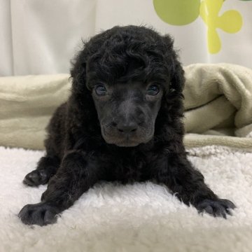 トイプードル(トイ)【静岡県・男の子・2020年10月26日・シルバー】の写真「綺麗なシルバーにあります」