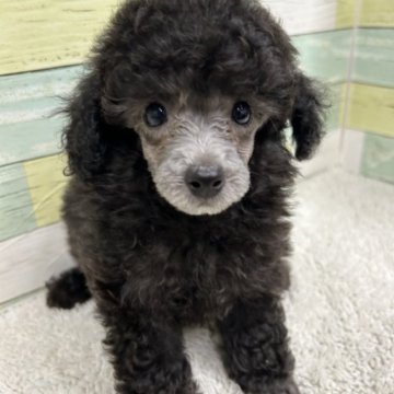 トイプードル(トイ)【静岡県・男の子・2023年5月9日・シルバー】の写真「綺麗な顔立ちの男の子🐶」