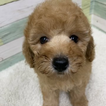 トイプードル(トイ)【静岡県・男の子・2021年8月4日・レッド】の写真「愛くるしい顔立ち😍」