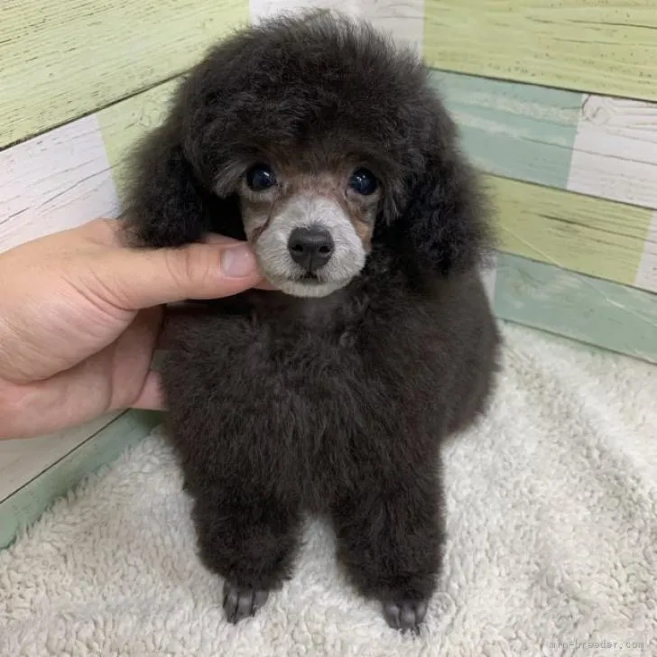 ID：2207-01951の子犬