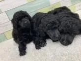 ミニチュアプードル【静岡県・女の子・2022年5月26日・ブラック】の写真5「1番左です🐶」