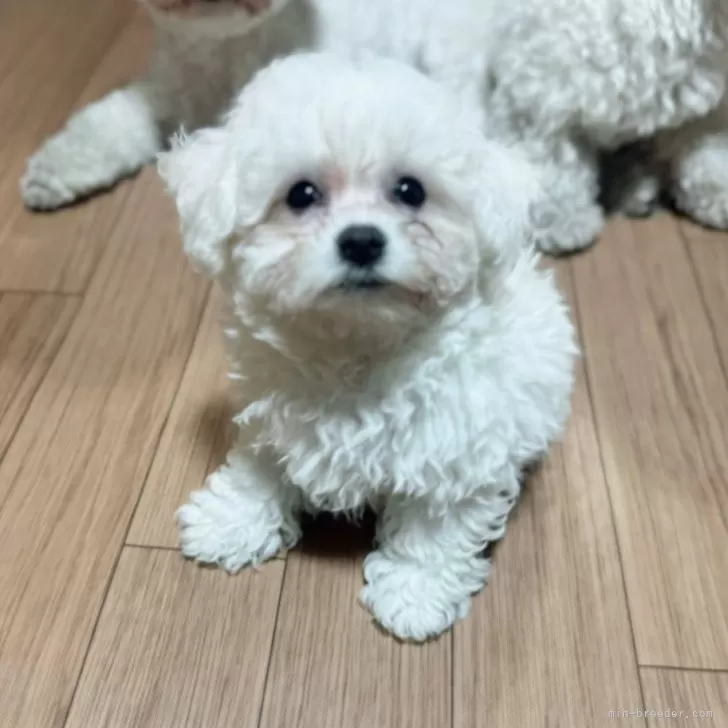 やまちゃん 様のお迎えした子犬