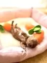 タイニープードル【岡山県・男の子・2025年2月13日・アプリコット ホワイトマーキング】の写真9