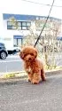 タイニープードル【岡山県・男の子・2025年2月13日・アプリコット ホワイトマーキング】の写真3