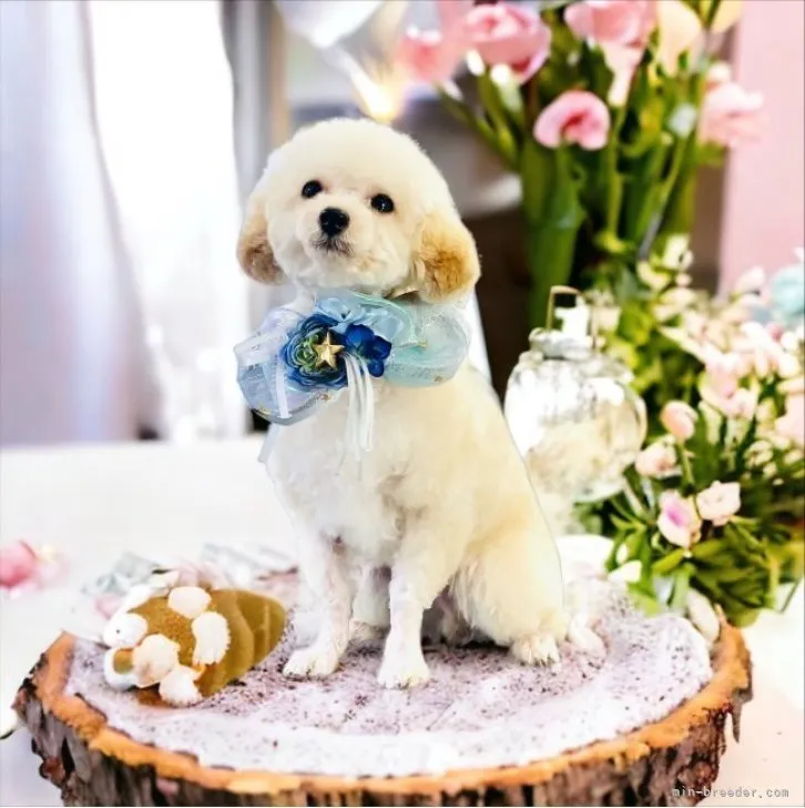 ID：2212-03403の子犬