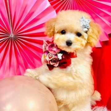 トイプードル(ティーカップ)【岡山県・男の子・2022年11月24日・クリーム】の写真「色が兄弟より濃い、少し大きめ」