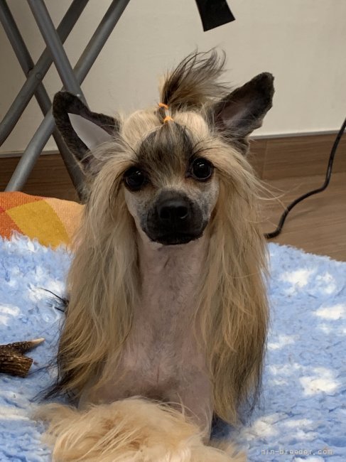 とても綺麗な子です　コル｜麻生　みゆき(あそう　みゆき)ブリーダー(熊本県・チャイニーズ・クレステッド・ドッグ・JKC登録)の紹介写真3