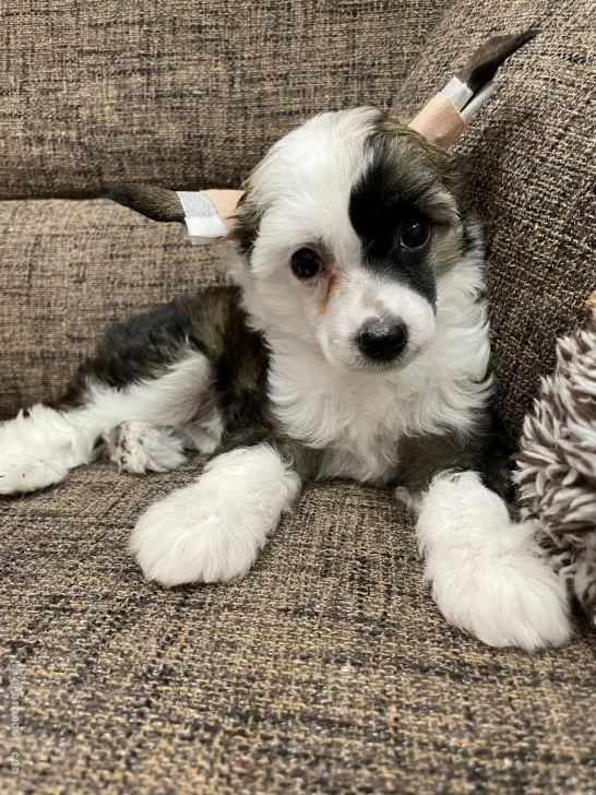 ID：2112-02791の子犬