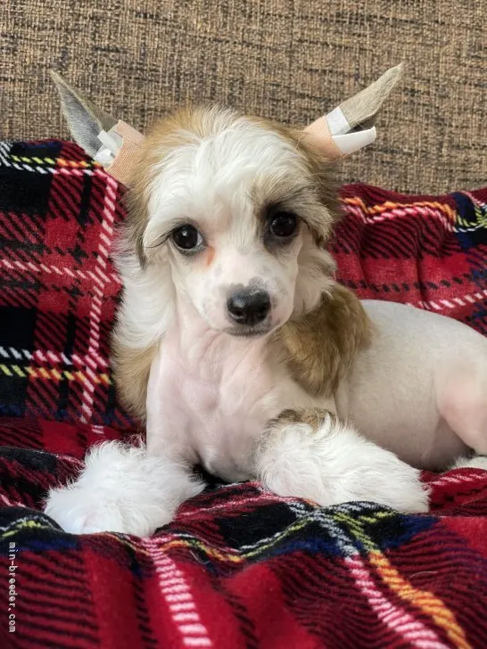 ID：2112-03468の子犬