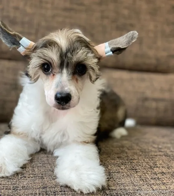 ID：2112-02502の子犬