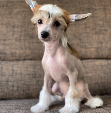 チャイニーズ・クレステッド・ドッグ【熊本県・男の子・2021年11月7日・クリーム&ホワイト ヘアレス】の写真「小振りな男の子､少しお兄さんになりました✨」