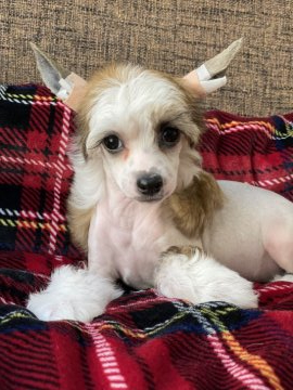 チャイニーズ・クレステッド・ドッグ【熊本県・女の子・2021年11月7日・クリーム&ホワイト ヘアレス】の写真「綺麗系な女の子です」