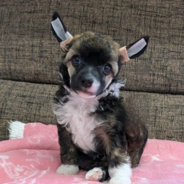 チャイニーズ・クレステッド・ドッグ【熊本県・男の子・2024年8月8日・クリーム&ホワイト】の写真「JKC.ch直子綺麗な男の子です🤗
パウダーパフ」